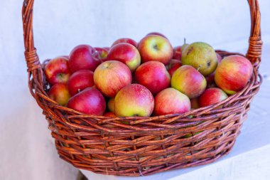 Sonbahar sezonunda meyve bahçesinden toplanan taze kırmızı elmalarla dolu sepet.