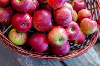 Sonbahar sezonunda meyve bahçesinden toplanan taze kırmızı elmalarla dolu sepet.
