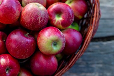 Sonbahar sezonunda meyve bahçesinden toplanan taze kırmızı elmalarla dolu sepet.