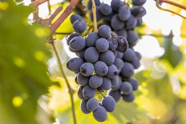 Sunny Vineyard 'da asılı duran olgun bir Kara Üzüm' ün yakın çekimi, Taze Organik Meyve Şarap Üretimi.