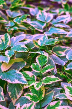 Düşük büyüyen toprak kapak bitki çok renkli yaprakları ile bitkisel kökenli. Aegopodium podagraria.