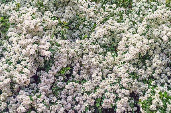 A white blossom of a spiraea bush — Stock Photo, Image