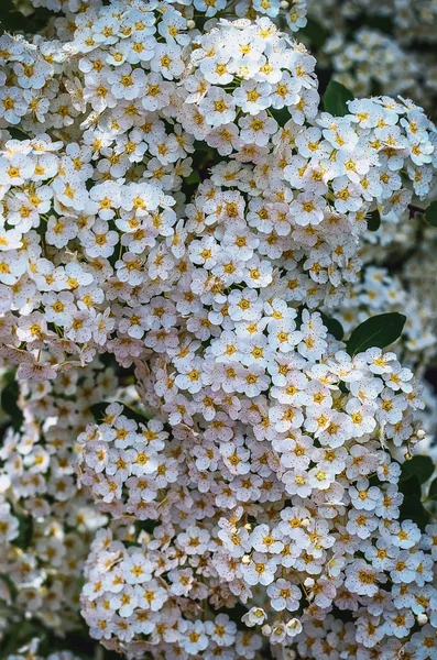 Panák bílými květy keře spiraea — Stock fotografie