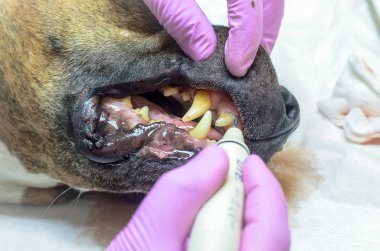 Köpekte ultrasonik diş temizliği. Veteriner dişçi bir köpeğin dişlerini temizliyor, hayvan veteriner kliniğinde anestezi altında. Veterinerlik stomatolojisi, plaktan diş temizleme ve