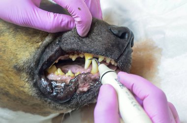 Köpekte ultrasonik diş temizliği. Veteriner dişçi bir köpeğin dişlerini temizliyor, hayvan veteriner kliniğinde anestezi altında. Veterinerlik stomatolojisi, plaktan diş temizleme ve