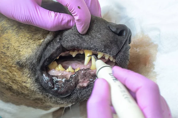 Köpekte ultrasonik diş temizliği. Veteriner dişçi bir köpeğin dişlerini temizliyor, hayvan veteriner kliniğinde anestezi altında. Veterinerlik stomatolojisi, plaktan diş temizleme ve