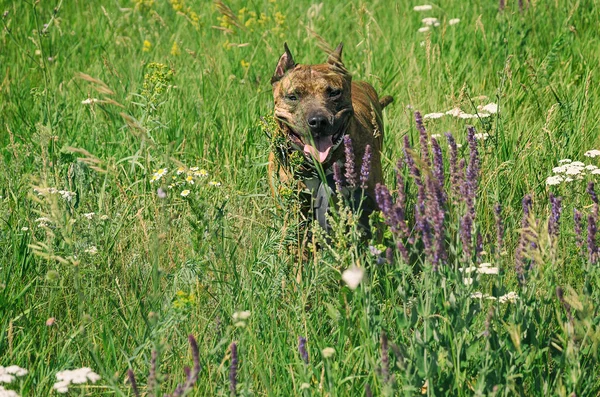 Rodezya ridgeback köpek çalışan.