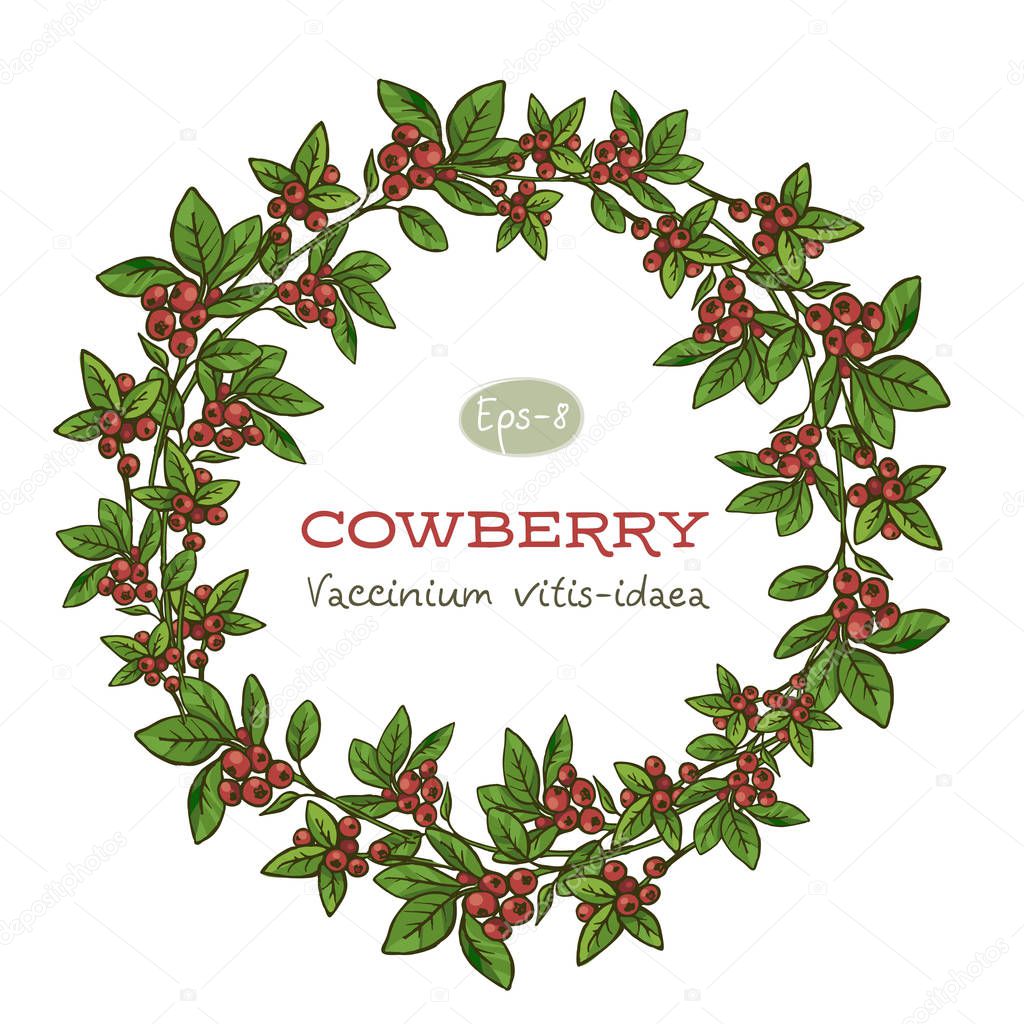 vector floral frame with cowberry, hand drawn template