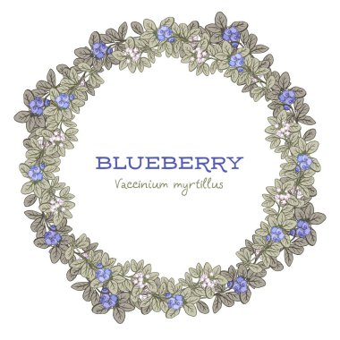 vektör çerçeve çiçek blueberry, elle çizilmiş şablonu ile. İsveç kirazı arka plan