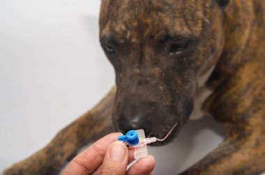 the dog sniffs intravascular catheters after extraction clipart