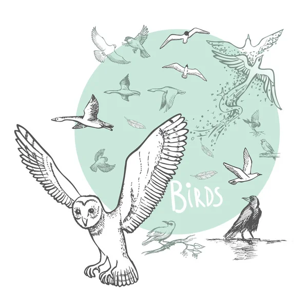 Conjunto de aves dibujadas a mano Vector — Vector de stock