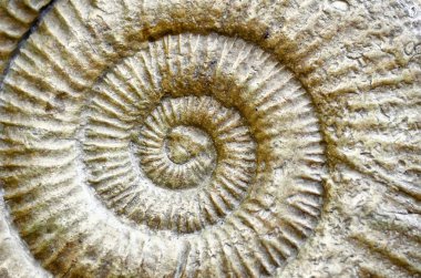 Ammonit fosil portre