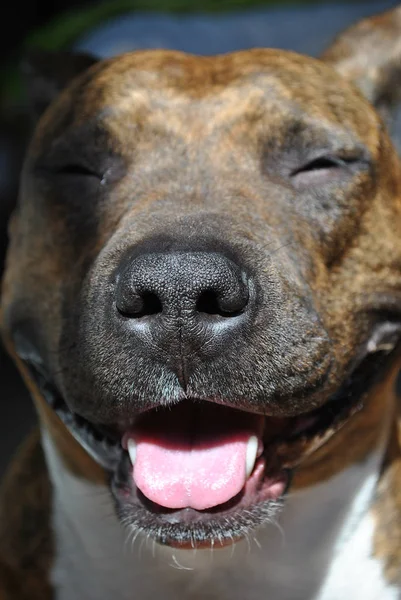 American Staffordshire Terriers nariz e sorriso close-up — Fotografia de Stock