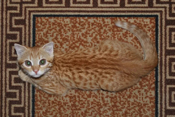 Máscaras de Ginger Cat no tapete manchado — Fotografia de Stock
