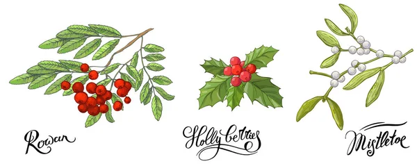 Ramas de Rowanberry con hojas y bayas, muérdago y baya de Holly. Dibujo dibujado a mano, ilustración a color de garabatos vectoriales y nombres de letras — Vector de stock