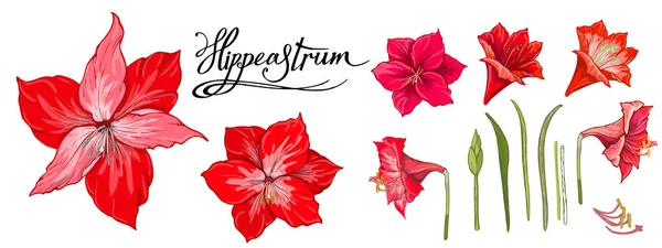 Hippeastrum avec des feuilles. Esquisse dessinée à la main, illustration vectorielle en couleurs et noms de lettrage — Image vectorielle