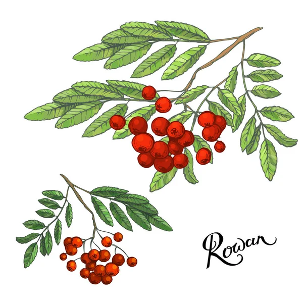 Rowanberry ramos com folhas e bagas, esboço desenhado à mão, ilustração cor doodle — Fotografia de Stock