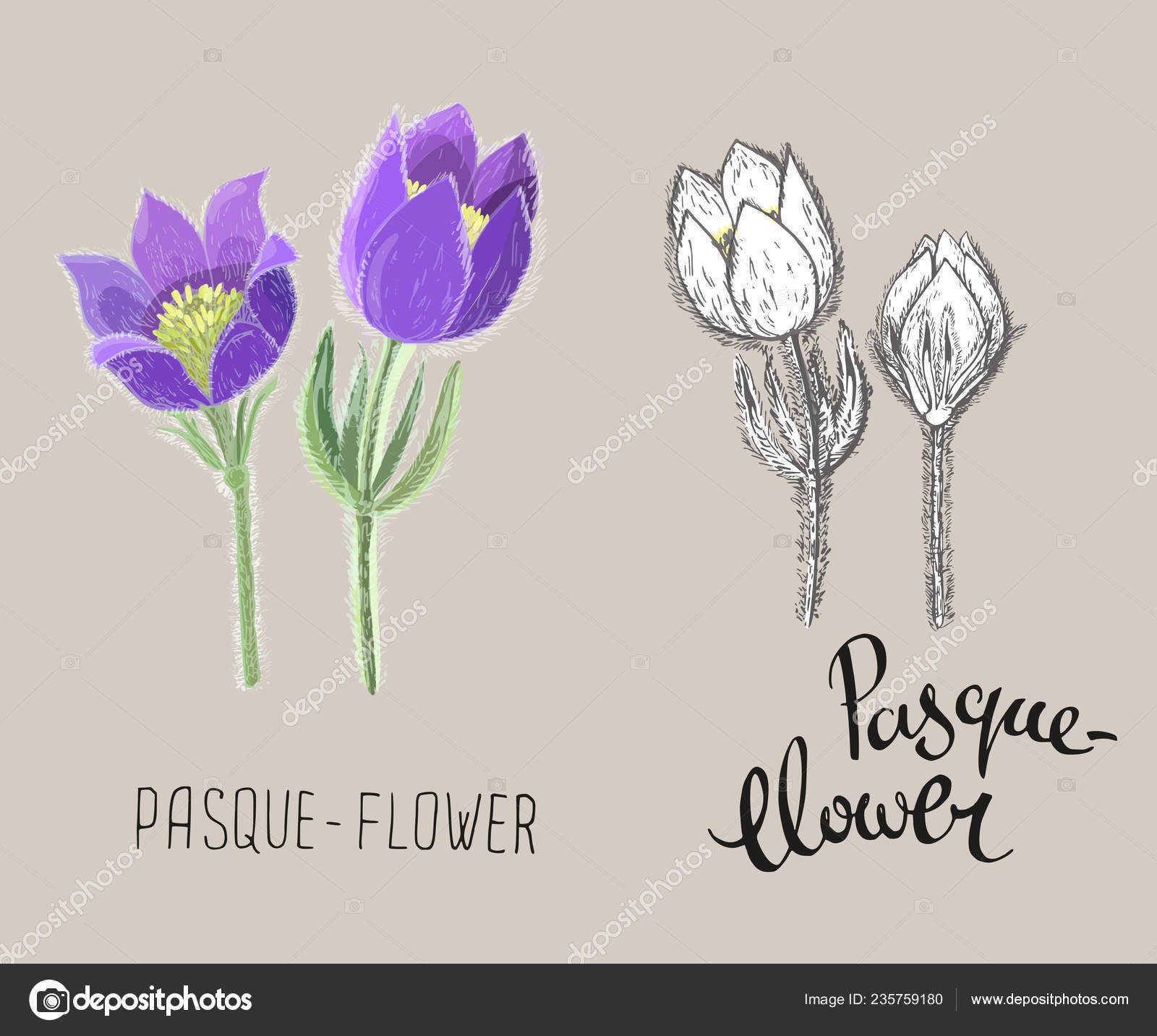 Petite Anémone Fleurs Isolés Sur Fond Beige Illustration
