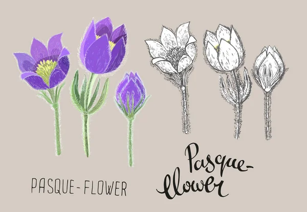 Fiori paschi disegnati a mano isolati su sfondo beige. Disegno botanico di pianta perenne velenosa da fiore utilizzata nella medicina tradizionale o nella fitoterapia. Colorato realistico e bianco e nero — Vettoriale Stock