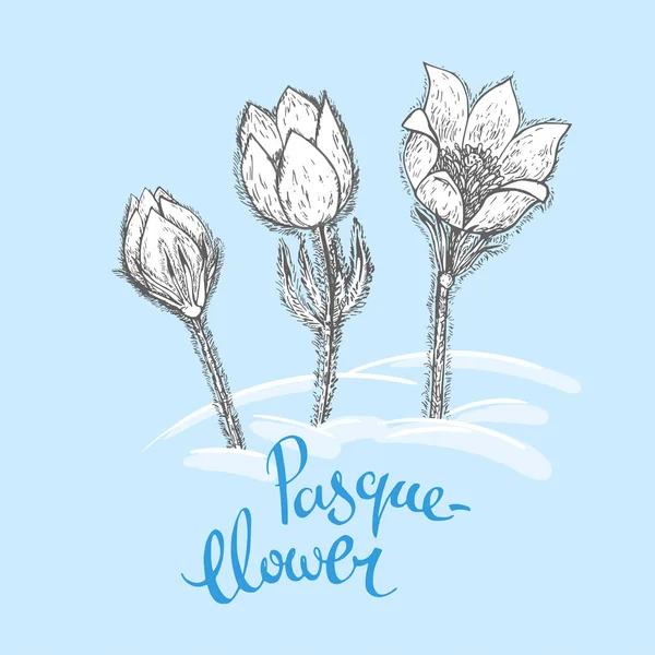 El pasque çiçek mavi kar arka plan üzerinde çekilmiş. Botanik zehirli çiçekli bitki geleneksel tıp veya Fitoterapi kullanılan çizim. Siyah ve beyaz çiçek taslağı vektör — Stok Vektör