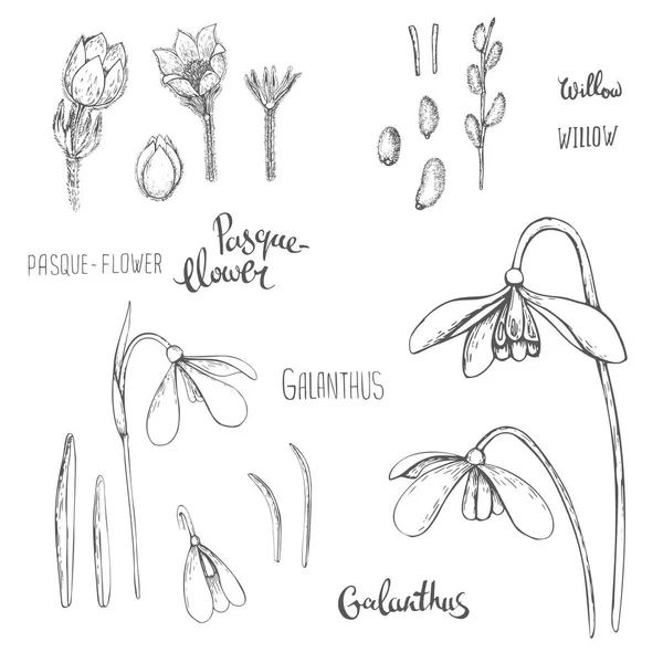 Συλλογή από χέρι επιστήσει ανοιξιάτικα λουλούδια και τα φυτά. pasque-λουλούδι, scilla και ιτιά catkins. Μονόχρωμη διανυσματικά εικονογραφήσεις στυλ σκίτσο. — Διανυσματικό Αρχείο