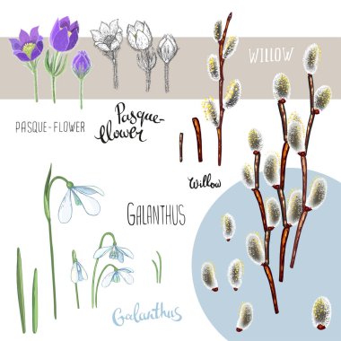 A hand drawn brunch of willow, Galanthus and pasque. Set of vector elements for design clipart