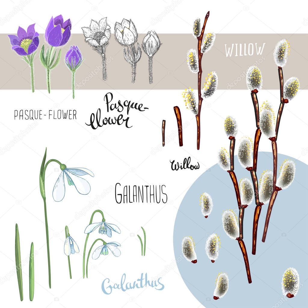 A hand drawn brunch of willow, Galanthus and pasque. Set of vector elements for design