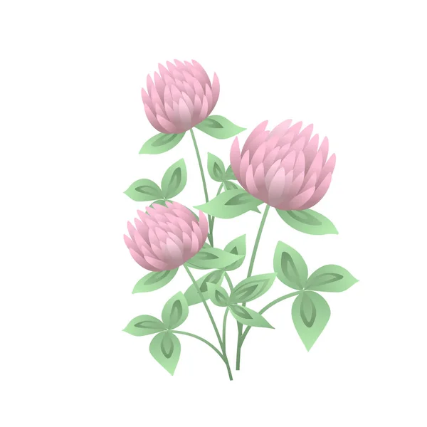 Klee- oder Kleeblatt-Blüten und Blätter isoliert auf weißem Hintergrund. realistische Zeichnung symbolischer Blütenpflanzen oder Wildkräuter. Natürliche Vektorillustration im wunderschönen antiken Stil. — Stockvektor