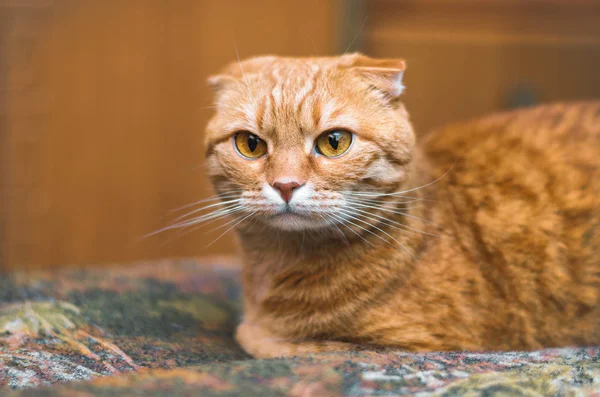 Serious red Scottish Fold cat encontra-se no tapete . — Fotografia de Stock