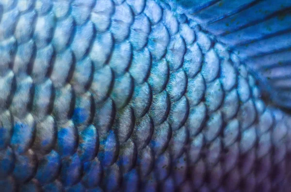 Échelles de nanocaras bleus en gros plan — Photo