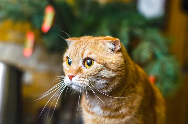 赤のスコティッシュフォールドの猫は、背後で誰かに見えます。お菓子とスプルースの枝の背景の上の猫 — ストック写真