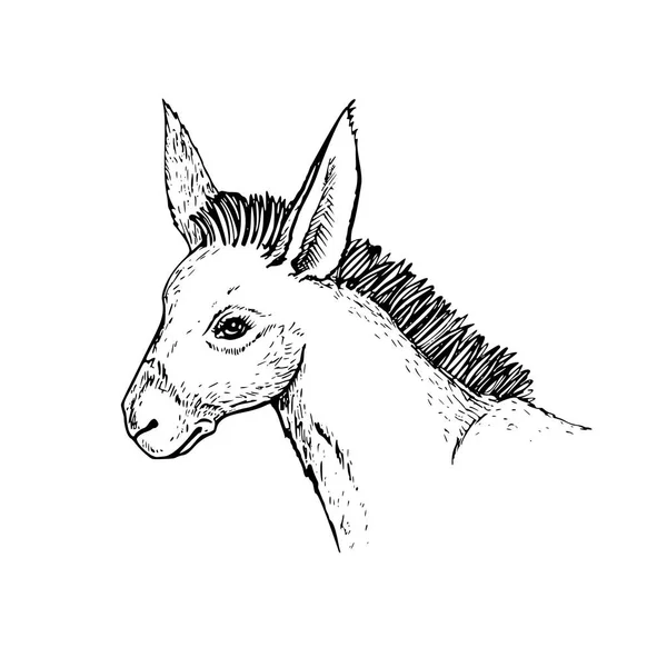 Tête d'âne dessin vue latérale — Image vectorielle