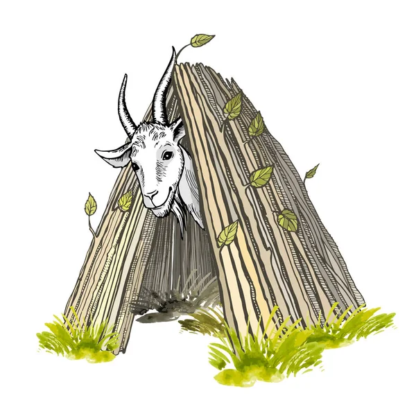 Een tevreden witte geit met hoorns en een baard, kijkend uit de hut. Gekleurde handgeschilderde vector tekening — Stockvector