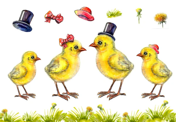 Hand-drawn set of yellow fluffy chickens, hats, grass and dandelions. Chickens in different hats or with a bow on his head