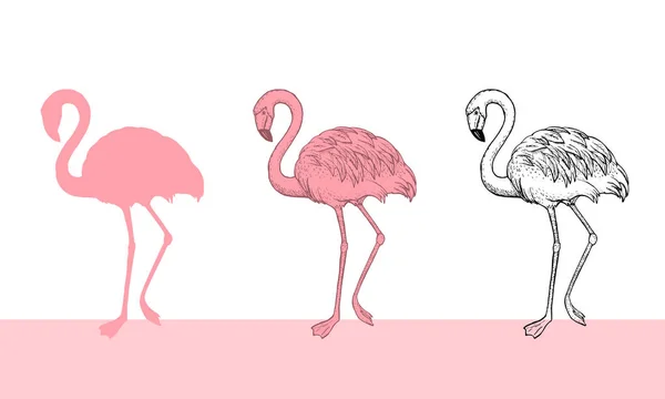 Πουλί φλαμίνγκο Εικονογράφηση Σχεδιασμός σε λευκό φόντο — Διανυσματικό Αρχείο