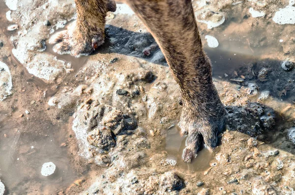 液体泥と水たまりの中の犬の足。春は自然の中を歩きます。犬服、靴、清掃用品の店舗向け — ストック写真