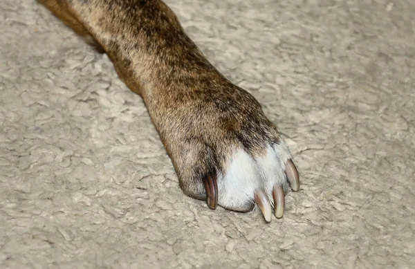 La pata del perro sobre la alfombra clara se acercan — Foto de Stock