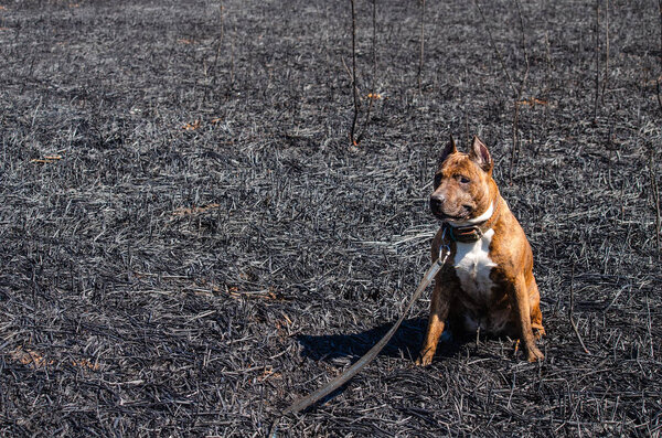 Red striped pit bull sitting on a field with black burnt grass