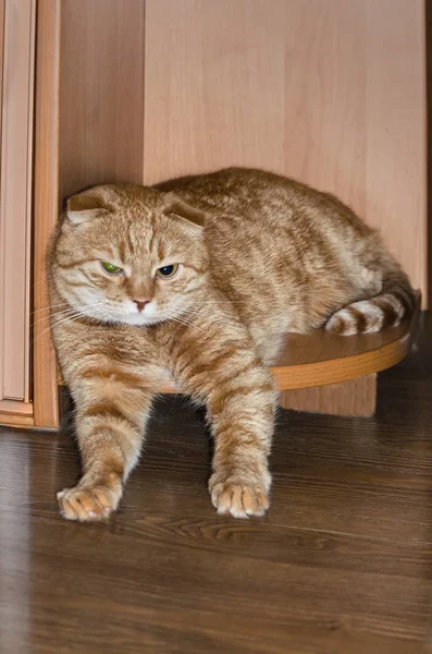 Krásná červená skotská skládací kočka odpočívající na rohu půlkruhové spodní police skříně — Stock fotografie