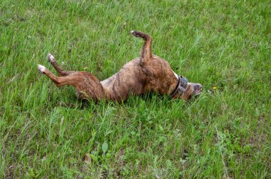 Happy brown dog lying on his back on grass with paws up.