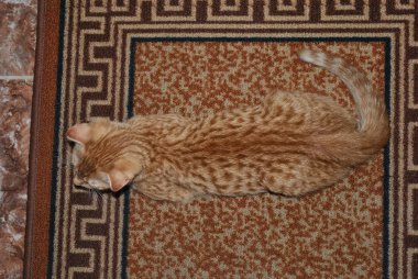 Görünmez kedi. Ginger tabi İskoç kedisi benzer renklerde bir halının üzerinde yatıyor. Harika bir kılık değiştirme, araziyle birleştirilmiş.