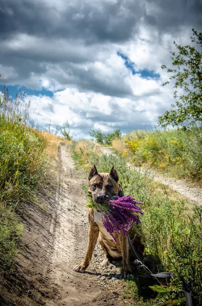 En hund med en bukett i tänderna sitter på en landsväg — Stockfoto