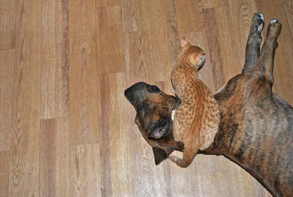 Red Scottish Fold cat lies on the neck of the American Staffordshire Terrier — Stock Photo, Image