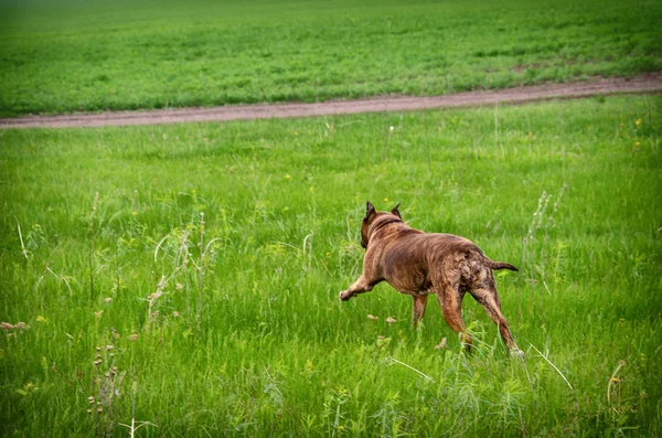 Güzel köpek Amerikan Staffordshire Teriyeri yeşil baharda koşuyor. — Stok fotoğraf