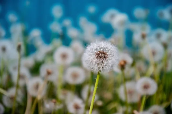 Dandelions on blue background closeup. — Stock Photo, Image