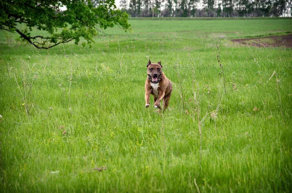 Cão bonito American Staffordshire Terrier correndo no campo de primavera verde — Fotografia de Stock