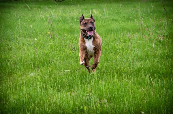 Bellissimo cane americano Staffordshire Terrier in esecuzione sul campo verde primaverile — Foto Stock