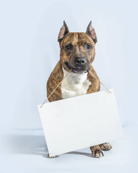 Kutya üres fehér táblával és mosollyal — Stock Fotó