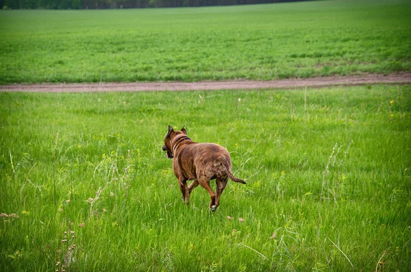 Cão bonito American Pitbull Terrier correndo no campo de primavera verde — Fotografia de Stock