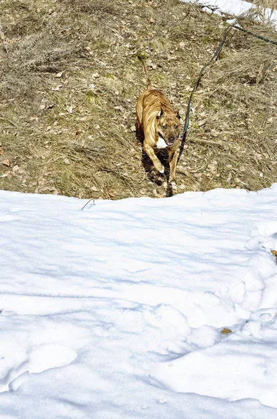 Kar sınırında kırmızı çizgili pitbull ve geçen yılki çimenlerin buzları çözüldü. Köpek izleyiciyle buluşacak. — Stok fotoğraf